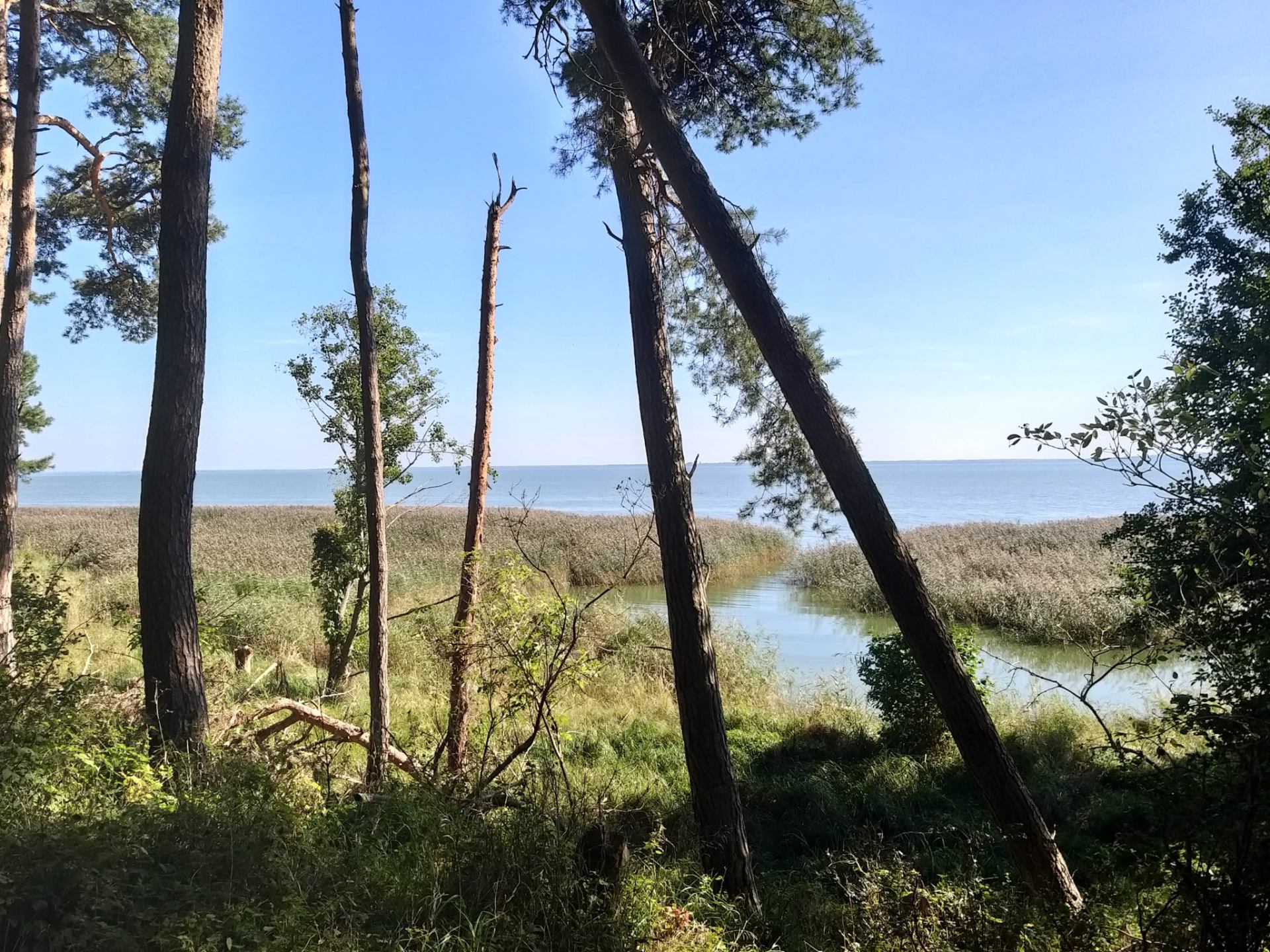 Sosny nad brzegiem zalewu