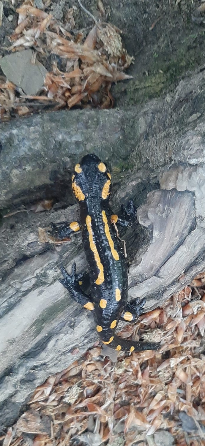 Salamandra plamista na pniu